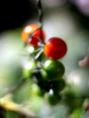 IMG_0172.c