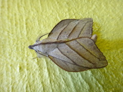 DSC01130