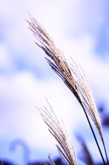 IMG_0036