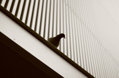 IMG_6141
