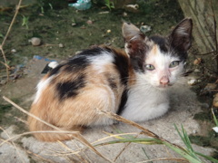 DSC00768