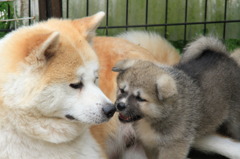 秋田犬の親子