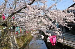 桜満開＠城崎温泉