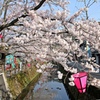 桜満開＠城崎温泉