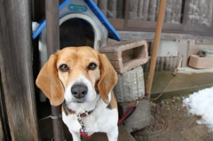 わが家の犬