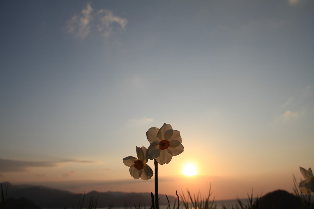 夕日にきらめく花