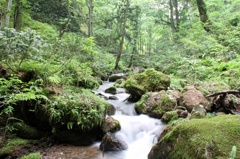 深緑の小川