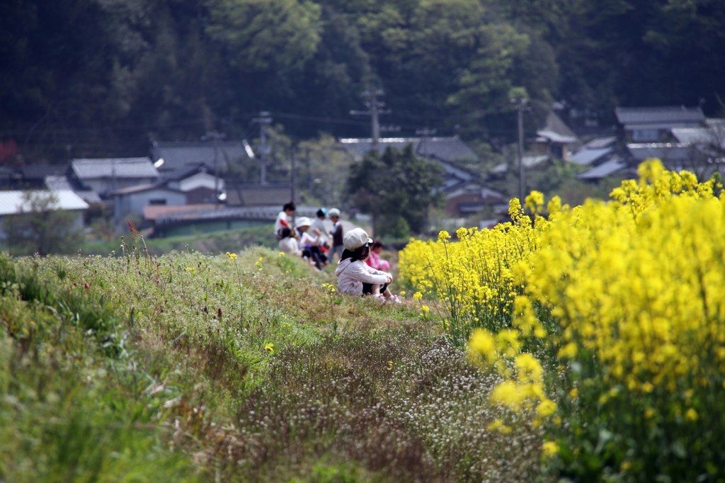 少女と菜の花