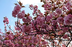 今年最後の桜