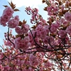 今年最後の桜