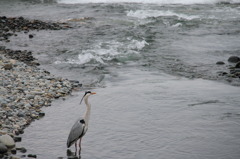 鳥と波と海