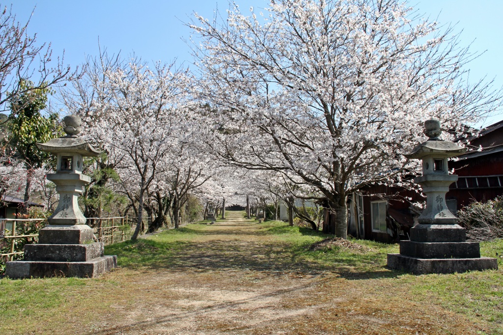 どこまでも桜