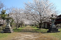 どこまでも桜