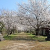 どこまでも桜