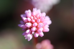 なんて花？？