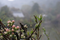 pink×green