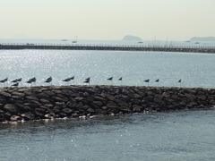 カモメの行進