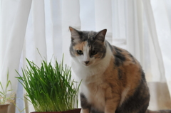 猫草大好き