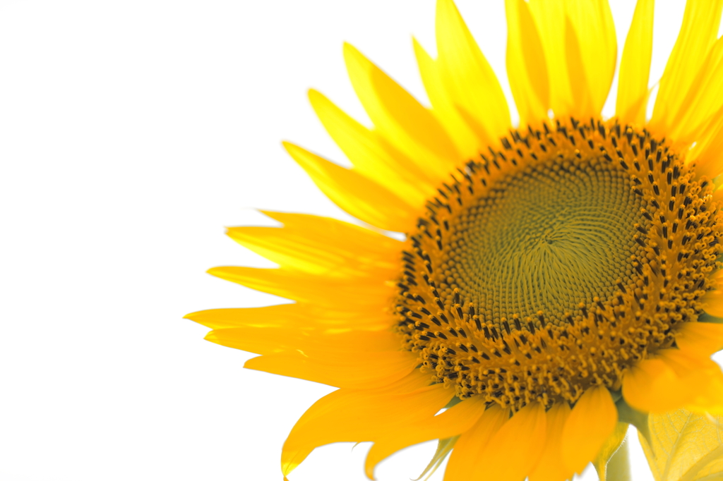 Sun frower