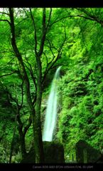 green in waterfall