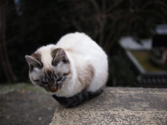 京都の猫
