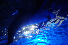DOLPHIN