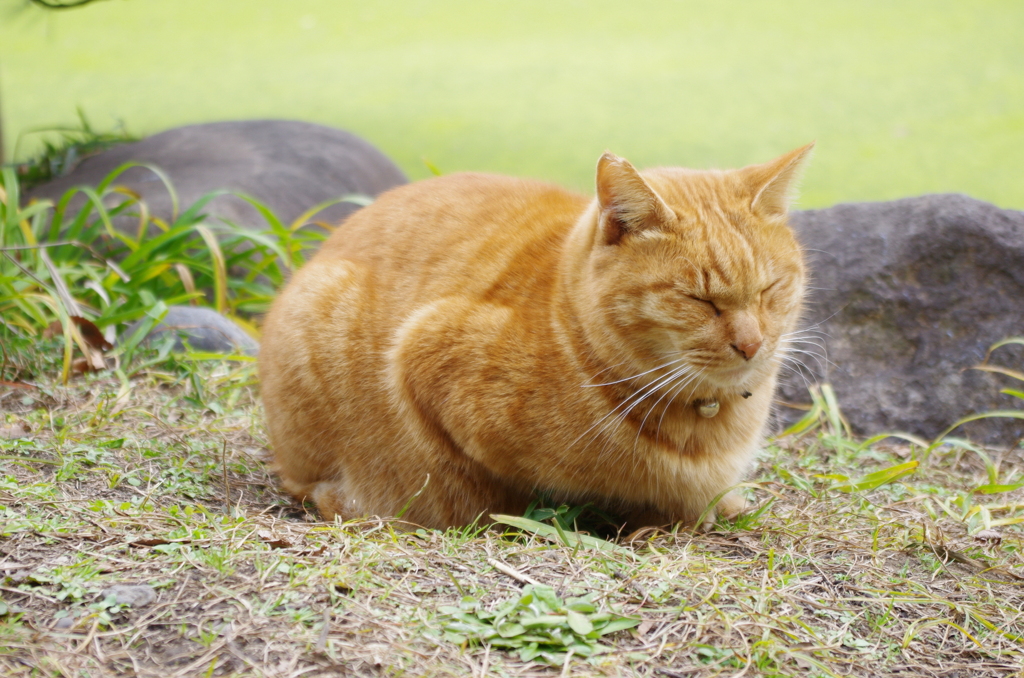 日比谷公園のねこ