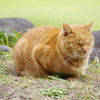 日比谷公園のねこ