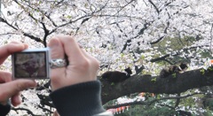 桜　猫を撮る人を撮る