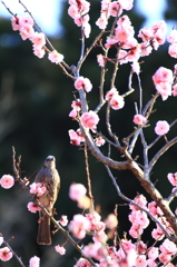 鳥もお花見