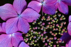 花のタイル