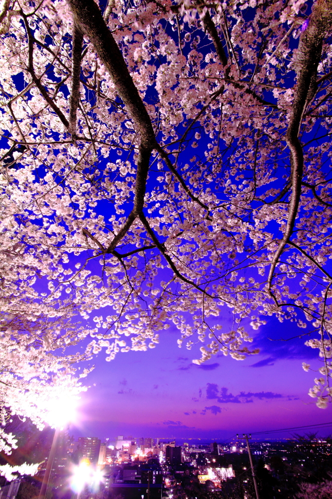 桜の黄昏