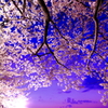 桜の黄昏