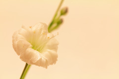 Gypsophila