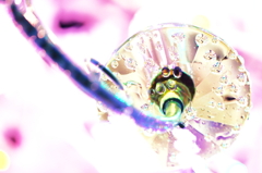 waterdrop colony