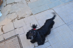 トルコで見た中で一番かわいかった犬