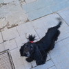 トルコで見た中で一番かわいかった犬