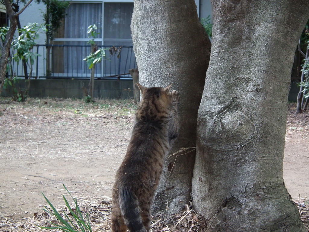 爪とぎ