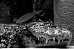 crocodile