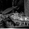 crocodile