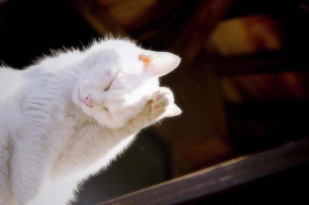 にゃおしまの看板猫