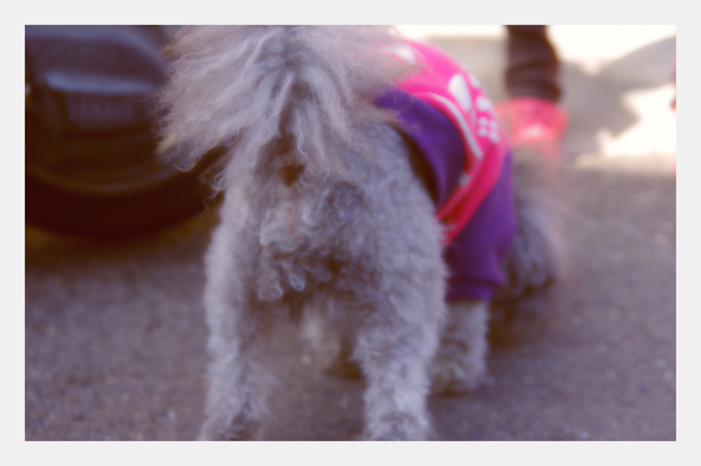 にゃおしまの看板犬