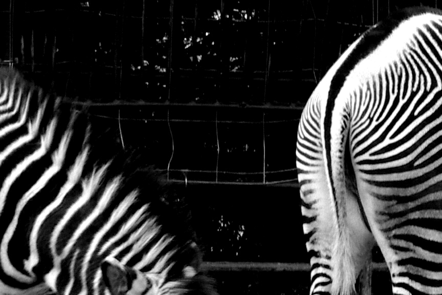 zebra