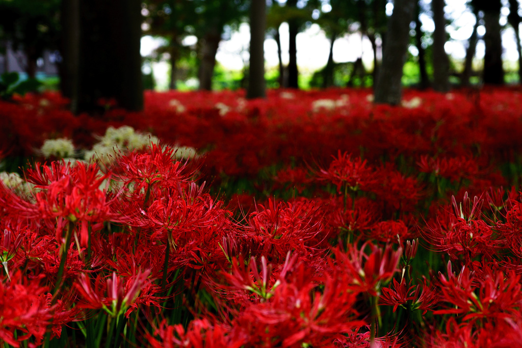 曼珠沙華