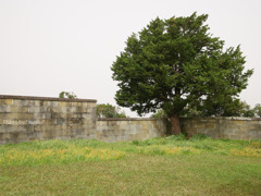 樫野埼灯台にある木