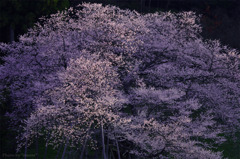臥龍桜