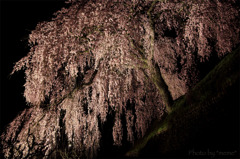 岩太郎のしだれ桜