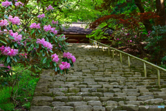 石段と石楠花
