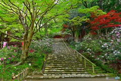 石楠花の咲く石の階段