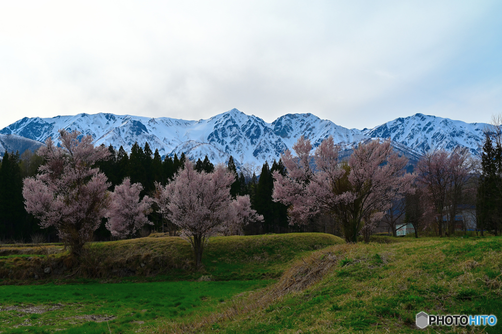 白馬山麓と桜